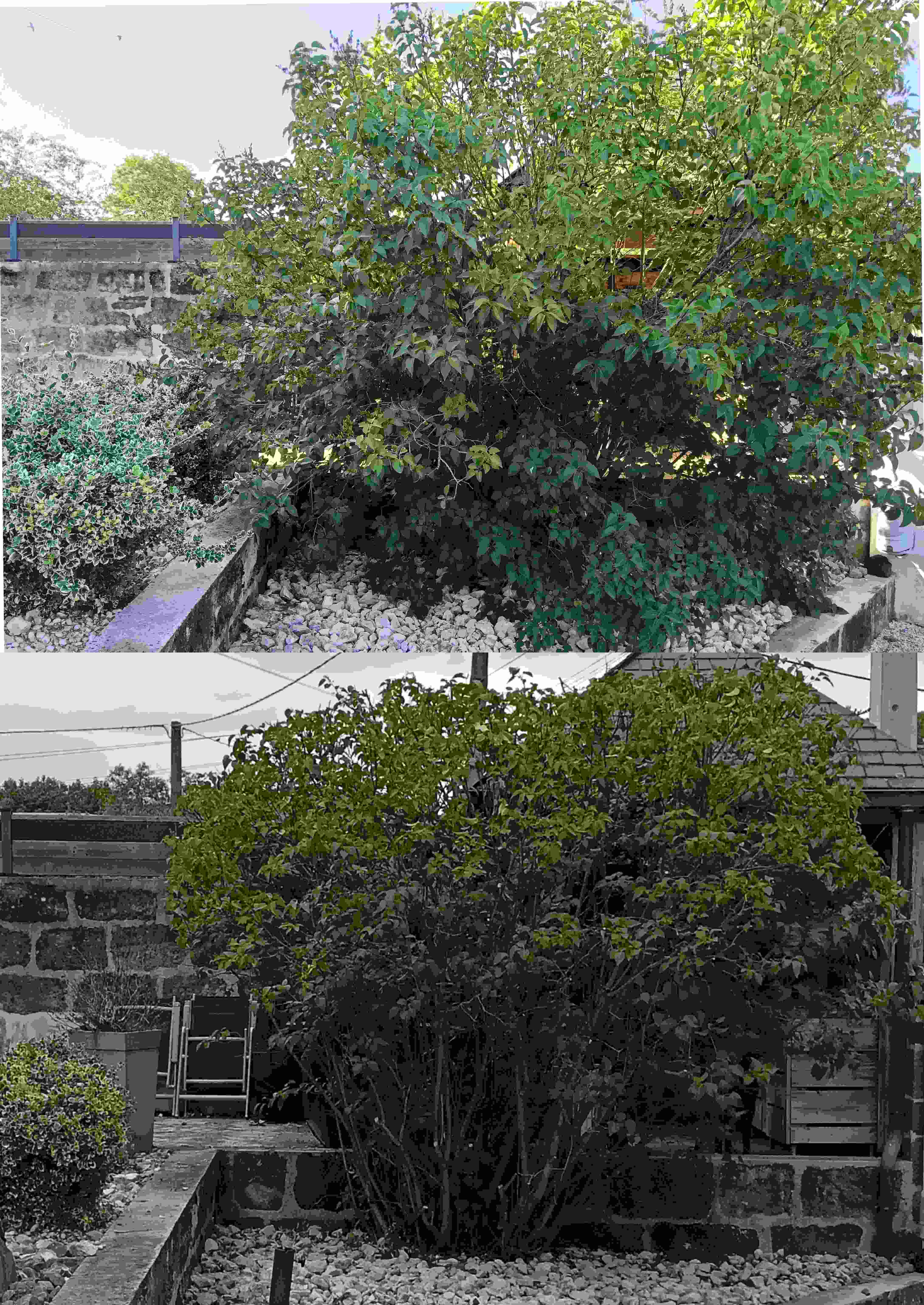 Taille d'arbre en Corrèze